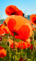 Obraz premium Poppies