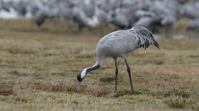 Kranich, Common crane, Grus grus