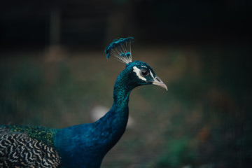 Obraz premium peacock 