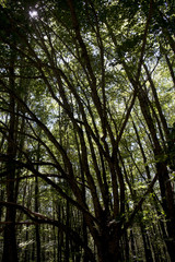 Obraz premium lights and shadows in a forest