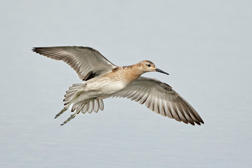 Ruff (Philomachus pugnax)