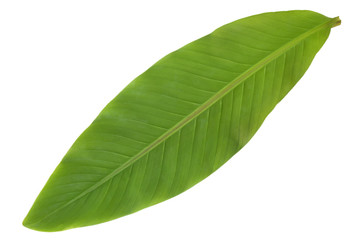 Obraz premium Fresh banana leaf