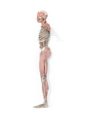Human anatomy body side profile medical illustration on white background. 3d illustration