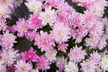 Fototapeta premium Purple or Pink Chrysanthemum flower