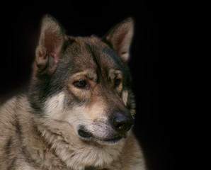Naklejka na ściany i meble Wolf / Portrait of wolf on black background.