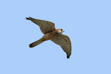 Common kestrel (Falco tinnunculus)