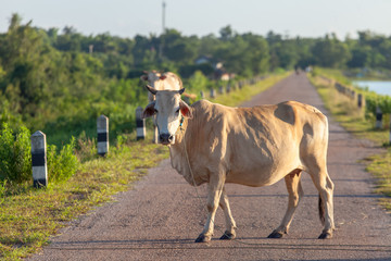 Thai cow resting on reservoirs and blue sky, Isan, Thailand.