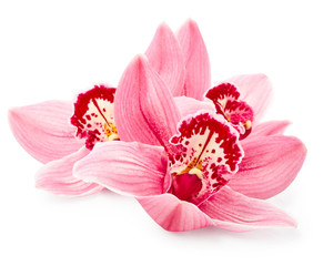 Fleurs d& 39 orchidée