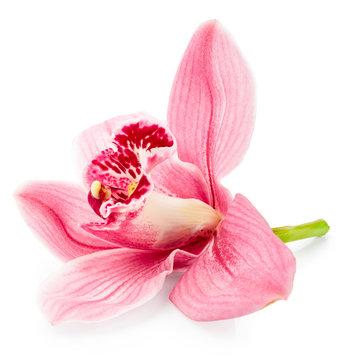 Fototapeta Orchid flower