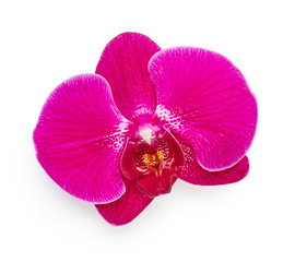 Purple orchid flower close up