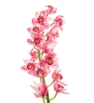 Fototapeta Orchid flowers with drops of water