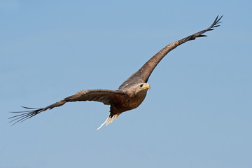 Fototapeta na wymiar White-tailed eagle (Haliaeetus albicilla)