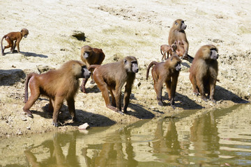 Group baboons (Papio) near pond