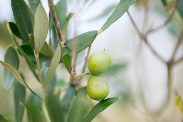 Olives in the tree