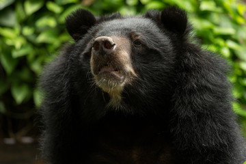 Obraz na płótnie Canvas Close up headshot Tibetan black bear