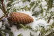 Spruce branches covered with snow, Branch of fir tree in snow with cones, background