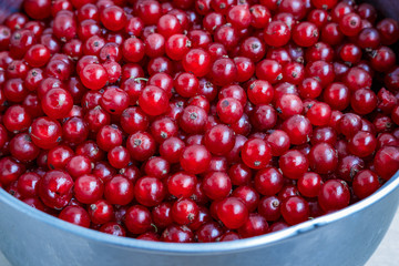 organic garden berries from above. red currant.