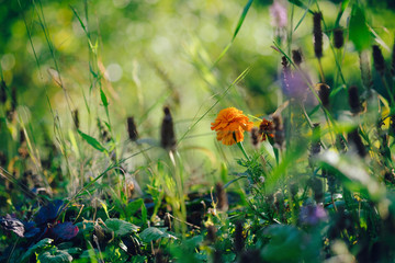 Wild flowers growing in green grass meadow with blurred bokeh background. Autumn nature