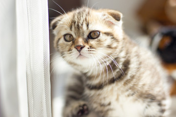 Lop-eared kitten plays. Scotland cat, kitten. Little playful kitten