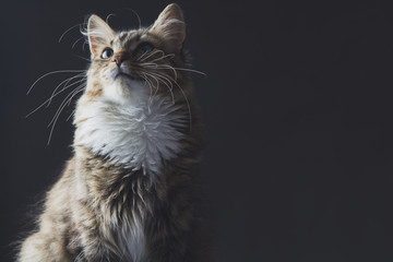 portrait of a beautiful cat on a gray background - obrazy, fototapety, plakaty