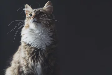 Deurstickers Kat portret van een mooie kat op een grijze achtergrond