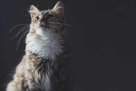 Fototapeta portrait of a beautiful cat on a gray background