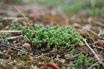 Eco roof. Sedum close up.