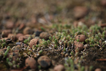 Background of the succulent plant on eco roof