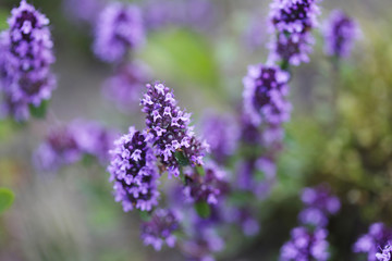 Pink thyme flower closeup