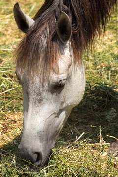 horse close-up head

