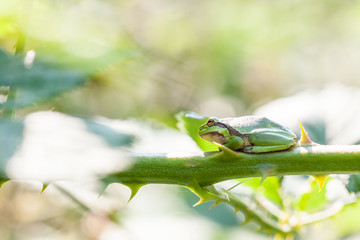 European tree frog