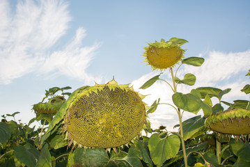 Sunflower in the field under blue sky, helianthus