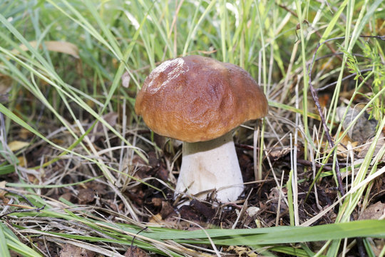 Mushroom boletus. Cep boletus. Porcino, bolete, boletus.White mushroom on green background. Natural white mushroom.