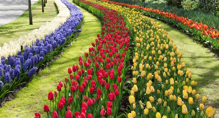Tulips in the Keukenhof park. Holland.