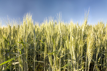 Close up of farmers wheat in a field