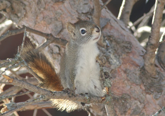 squirrel