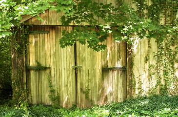 Old wooden garage door overgrown with vegetation