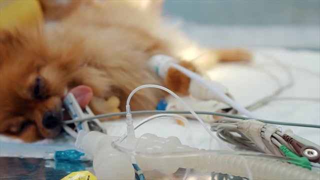 Veterinarian makes surgery the dog