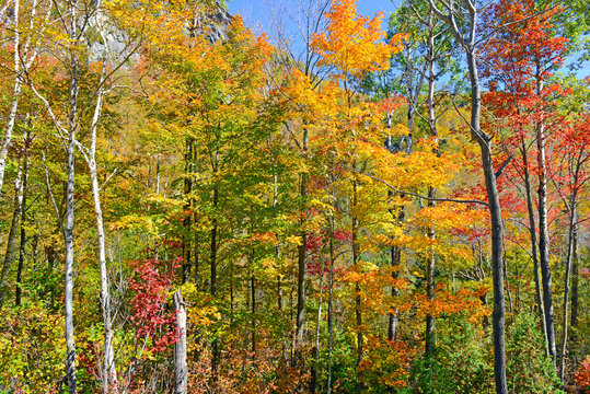 Autumn foliage with red, orange and yellow fall colors in the Adirondacks, New York State