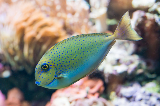 naso vlamingii - bignose unicornfish