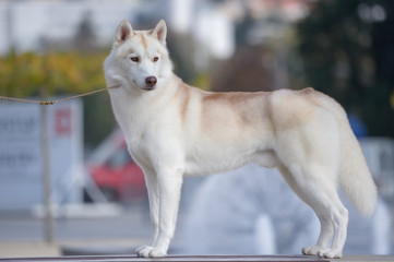 Siberian husky light red and white colors portrait © brusnikaphoto