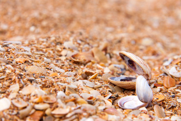 seashells in the sand on the seashore