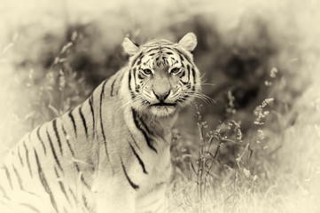 Amur Tigers on grass. Vintage effect