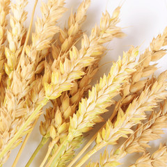 Ears of ripe wheat close up