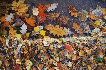 Colorful background of bright fallen autumn leaves on the paved path in the city Park.