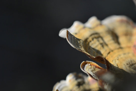 Abstract Fungi