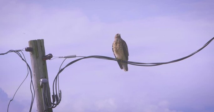A red tailed hawk grooming after a thunderstorm