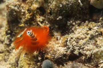 underwater - orange christmas tree worm on the reef 
