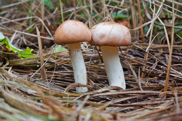 Two edible fungi suillus granulatus growing among dry grass