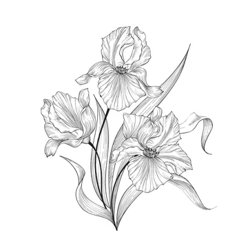 Download 89 Best Iris Flower Drawing Images Stock Photos Vectors Adobe Stock